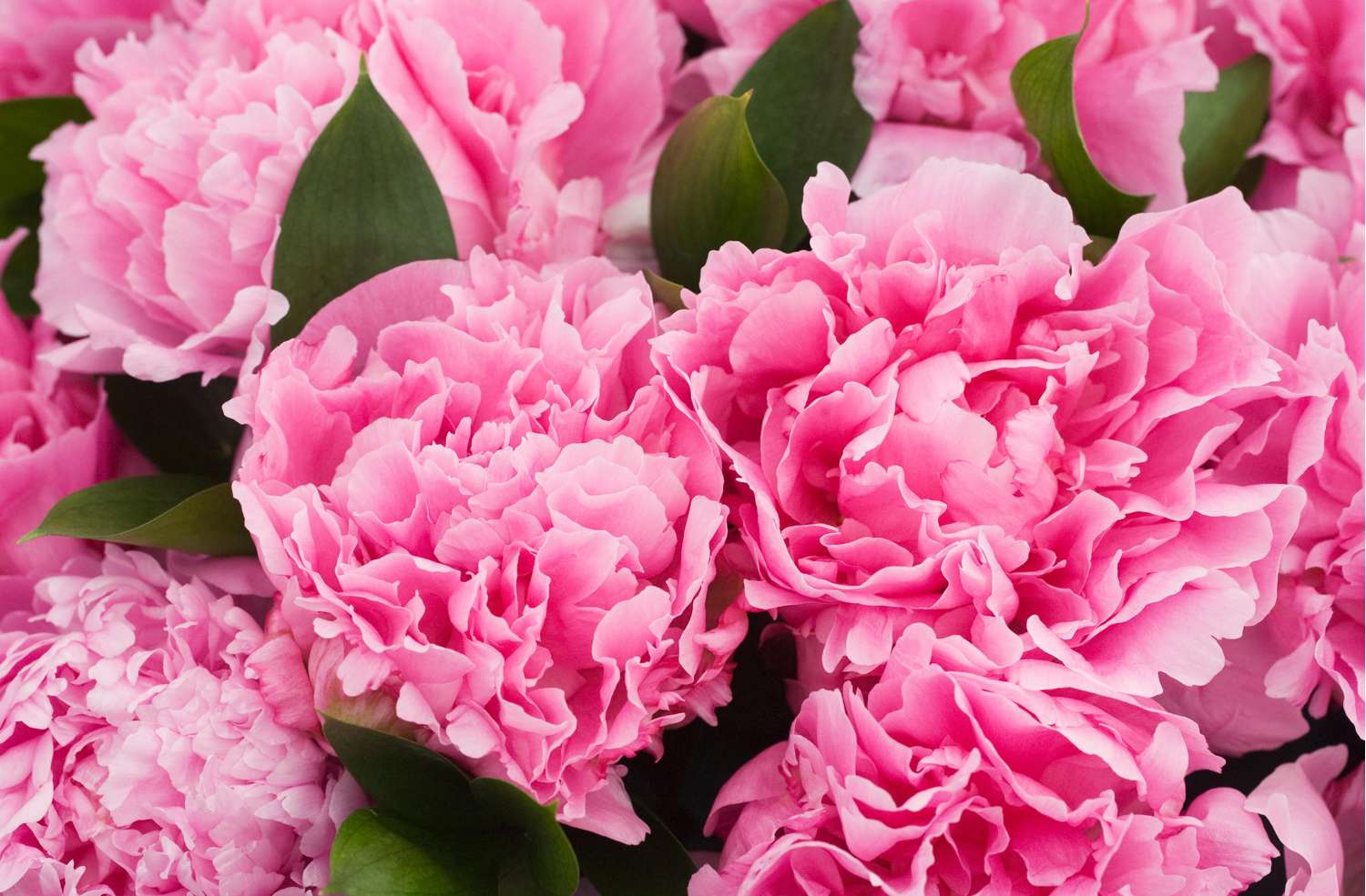 Pivoine ‘Alexander Fleming’